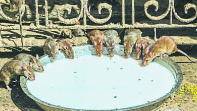 Photo of 【自遊自在】群鼠大闹印度老鼠庙