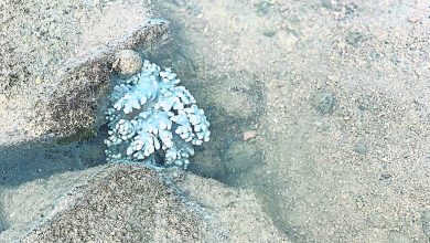 Photo of 【自遊自在】为保护环境尽绵力 低碳式旅游