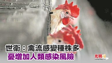 Photo of 世衛：禽流感變種株多  憂增加人類感染風險