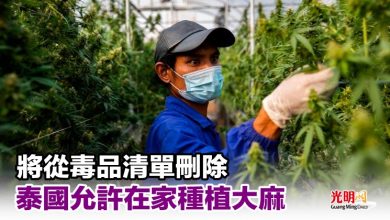 Photo of 將從毒品清單刪除 泰國允許在家種植大麻