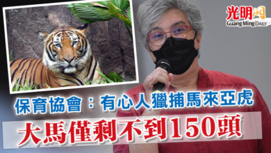 Photo of 保育協會：有心人獵捕馬來亞虎 大馬僅剩不到150頭