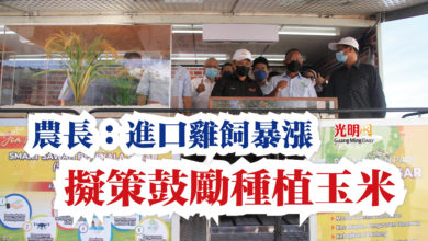Photo of 農長：進口雞飼暴漲 擬策鼓勵種植玉米