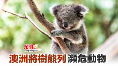 Photo of 澳洲將樹熊列瀕危動物