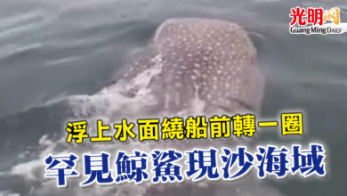 Photo of 浮上水面繞船前轉一圈 罕見鯨鯊現沙海域