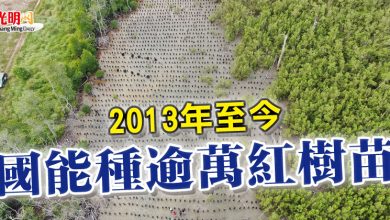 Photo of 2013年至今  國能種逾萬紅樹苗