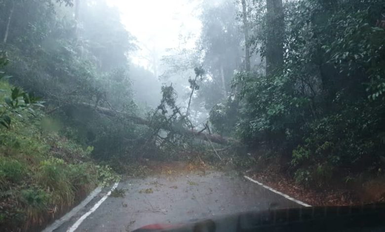 升旗山吉普車專用山道有樹倒。