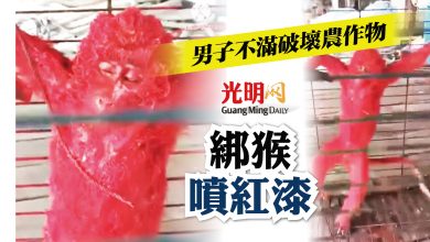 Photo of 不滿破壞農作物 男子綁猴噴紅漆