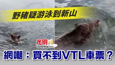 Photo of 野豬疑游泳到新山 網嘲：買不到VTL車票？