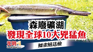 Photo of 森廢礦湖現全球10大兇猛魚  鱷雀鱔送檢
