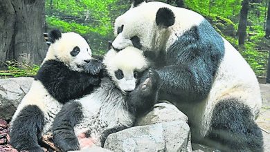 Photo of 東京上野動物園重開 雙胞胎熊貓與母亮相