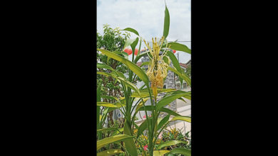 Photo of 栽種6年觀音竹開花