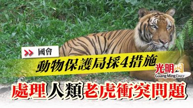 Photo of 【國會】動物保護局採4措施  處理人類老虎衝突問題