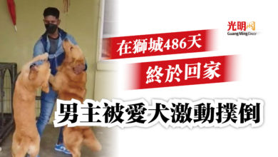Photo of 【內附視頻】在獅城486天終於回家  男主被愛犬激動撲倒