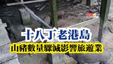 Photo of 十八丁老港島  山豬數量驟減影響旅遊業