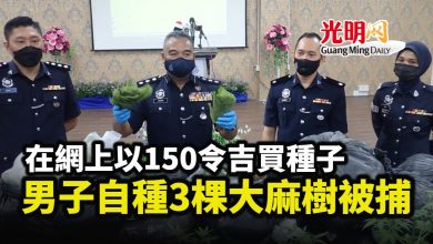 Photo of 在網上以150令吉買種子 男子在家自種3棵大麻樹被捕