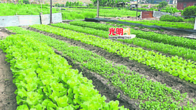 Photo of 青草巷後方好風光 一英畝菜田 綠油油