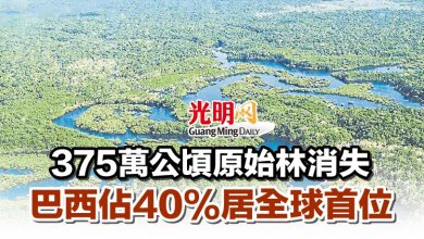 Photo of 375萬公頃原始林消失 巴西佔40%居全球首位