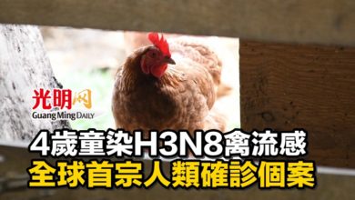 Photo of 4歲童染H3N8禽流感 全球首宗人類確診個案