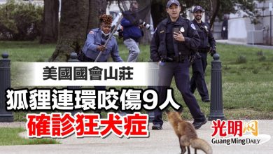 Photo of 美國國會山莊 狐貍連環咬傷9人 確診狂犬症