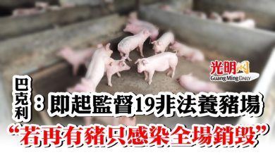 Photo of 巴克利：即起監督19非法養豬場  “若再有豬只感染全場銷毀”