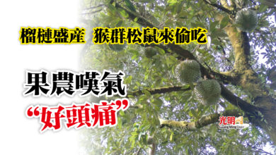 Photo of 榴槤盛產 猴群松鼠來偷吃  果農嘆氣“好頭痛”