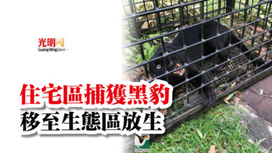 Photo of 住宅區捕獲黑豹  移至生態區放生