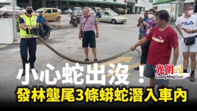 Photo of 小心蛇出沒！發林壟尾接3宗蟒蛇潛入車內投報
