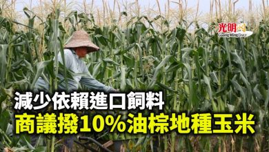 Photo of 減少依賴進口飼料 與集團商議撥10%油棕地種玉米