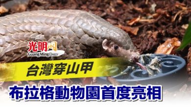 Photo of 台灣穿山甲 布拉格動物園首度亮相