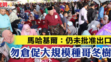 Photo of 馬哈基爾：仍未批准出口  勿倉促大規模種哥冬樹