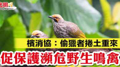 Photo of 檳消協：偷獵者捲土重來 促保護瀕危野生鳴禽