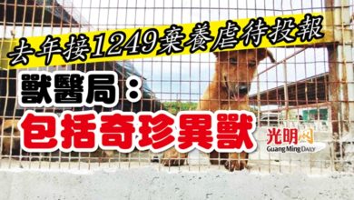 Photo of 去年接1249棄養虐待投報 獸醫局:包括奇珍異獸