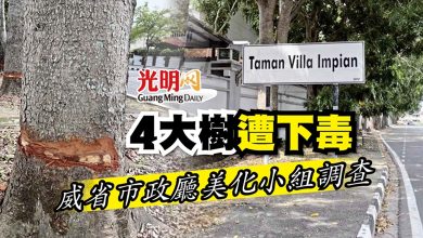 Photo of 4大樹遭下毒 威省市政廳美化小組調查