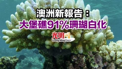 Photo of 澳洲新報告：大堡礁91%珊瑚白化