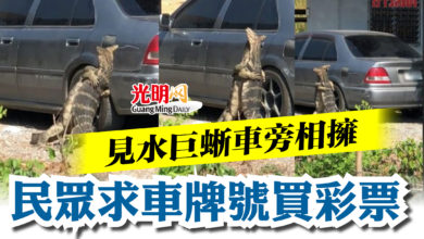 Photo of 見水巨蜥車旁相擁  民眾求車牌號買彩票