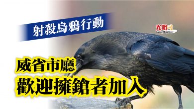 Photo of 射殺烏鴉行動  威省市廳歡迎擁鎗者加入