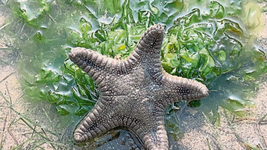 Photo of 【自遊自在】海里来的星星