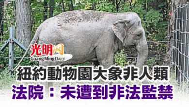 Photo of 紐約動物園大象非人類 法院：未遭到非法監禁