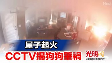 Photo of 屋子起火 CCTV揭狗狗肇禍