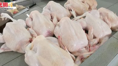 Photo of 禽總：產量漸復甦  肉雞供應月內需求將縮短