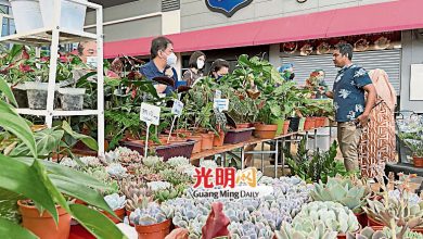 Photo of 即起至6日 檳新世界大型綠植市集