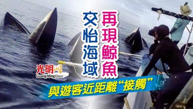 Photo of 交怡海域再現鯨魚 與遊客近距離“接觸”