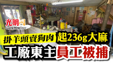 Photo of 起236g大麻  工廠東主員工被捕