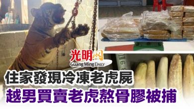 Photo of 住家發現冷凍老虎屍 越男買賣老虎熬骨膠被捕