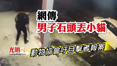 Photo of 網傳男子石頭丟小貓 動物協會吁目擊者報案