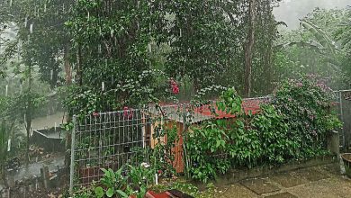 Photo of 【好野人在烏布】昨夜那場雨