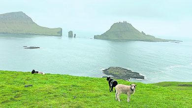 Photo of 【自遊自在】有山有水有草原没有树