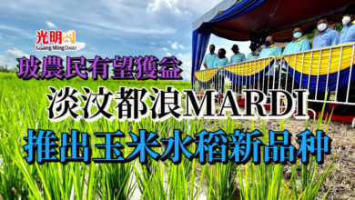 Photo of 淡汶都浪MARDI推出玉米水稻新品种 玻農民有望獲益