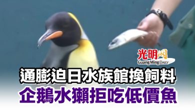 Photo of 通膨迫日水族館換飼料 企鵝水獺拒吃低價魚