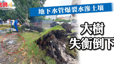 Photo of 地下水管爆裂水滲土壤 大樹失衡倒下